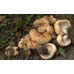 Мицелий Груздя дубового / Рыжик дубовый ( Lactarius insulsus)